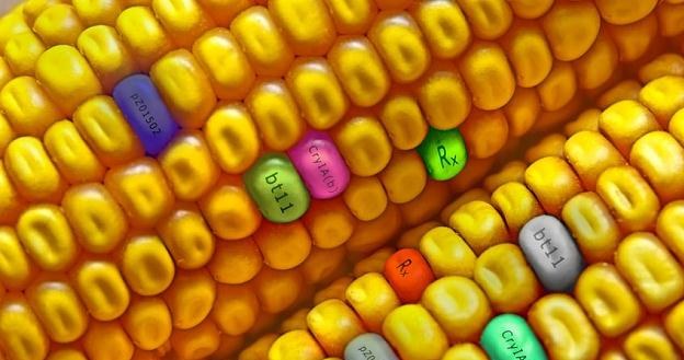 Zwolennikami GMO są przede wszystkim wielkie korporacje mające patenty na modyfikowane ziarna /&copy;123RF/PICSEL