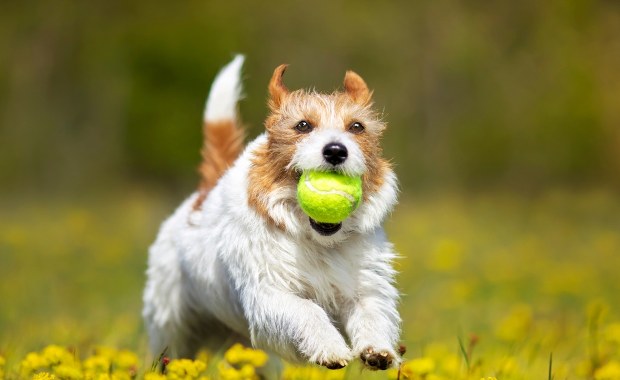 Zwróć uwagę na te symptomy! Kiedy nie wychodzić na spacer z psem?