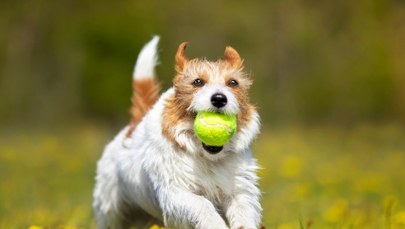 Zwróć uwagę na te symptomy! Kiedy nie wychodzić na spacer z psem?