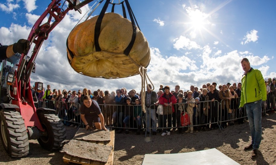 Zwycięska dynia waży 901 kg /CHRISTOPH SCHMIDT /PAP/EPA