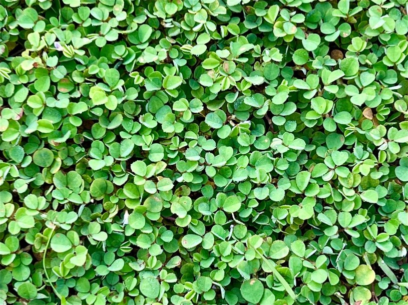 Zwykły trawnik odchodzi do lamusa. Prosta mieszanka tworzy miękki dywan w ogrodzie