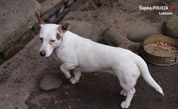 Zwyrodnialec przywiązał psa do drzewa