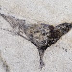 Życie na Ziemi starsze o miliony lat. To odkrycie zmienia wszystko