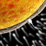 Życie pozaziemskie nie dla nas? Plemniki gubią się w mikrograwitacji