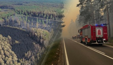 Życie wraca do Puszczy Solskiej. Nagranie po pożarze daje nadzieję 