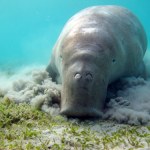 Żyją pod wodą, są jak odkurzacze. Arabowie zawdzięczają im wszystko