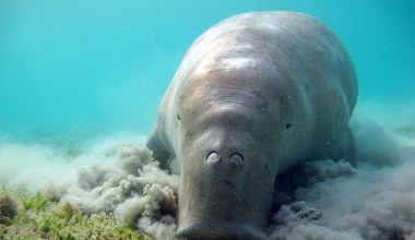 Żyją pod wodą, są jak odkurzacze. Arabowie zawdzięczają im wszystko