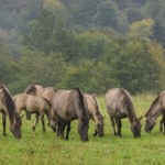 konik polski Żyją tylko w kilku miejscach w Polsce. To potomkowie wymarłego gatunku