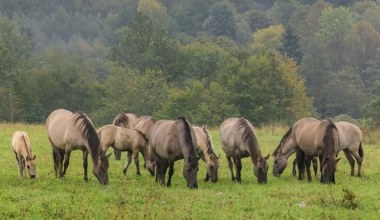 Żyją tylko w kilku miejscach w Polsce. To potomkowie wymarłego gatunku