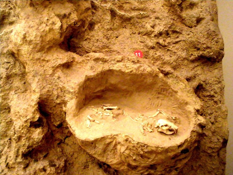 Żyjące 20–30 milionów lat temu bobry z rodzaju Palaeocastor były mniejsze od dzisiejszych: osiągały długość do 36 centymetrów; ich masa ciała dochodziła do 3,8 kilograma. Mocne siekacze mierzyły około 2,5 centymetra /Wikimedia Commons /domena publiczna