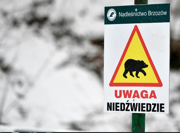 Żyjące w Bieszczadach niedźwiedzie zakończyły zimową drzemkę /Darek Delmanowicz /PAP