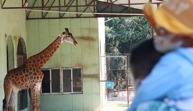Żyrafa stratowała 1,5-roczne dziecko. Dziewczynka nie żyje