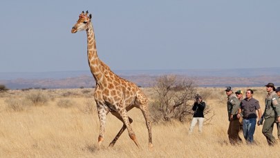 Żyrafy unikają pochyłych terenów, wolą chodzić po płaskim