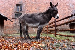 Żywa szopka bożonarodzeniowa na Jasnej Górze