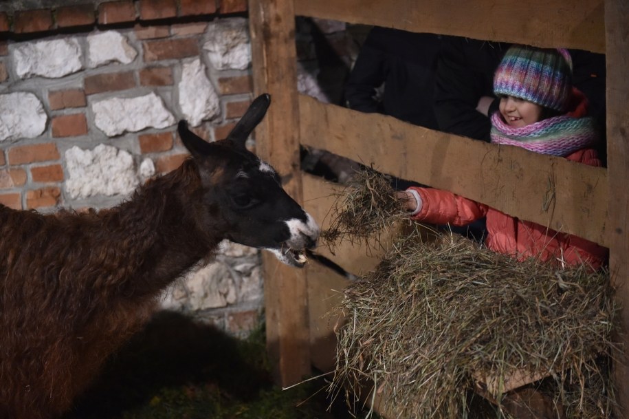 Żywa szopka w Krakowie /Jacek Bednarczyk /PAP