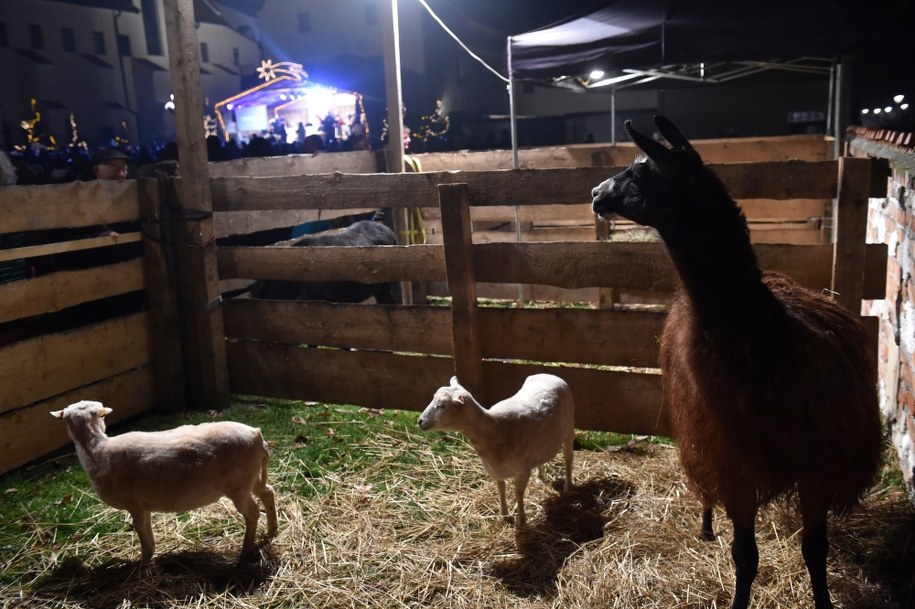 Żywa szopka w Krakowie /Jacek Bednarczyk /PAP