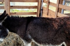 Żywa szopka w Krakowie