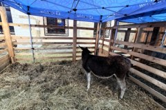 Żywa szopka w Krakowie