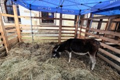 Żywa szopka w Krakowie