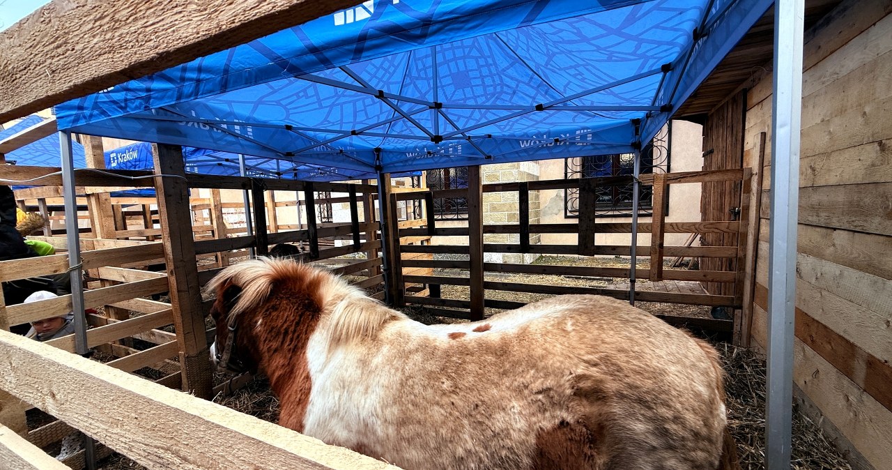 Żywa szopka w Krakowie