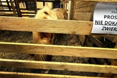 Żywa szopka w Krakowie