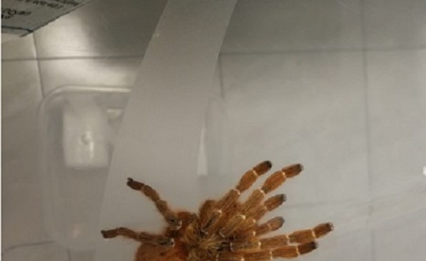 Żywe pająki w kurierskiej przesyłce