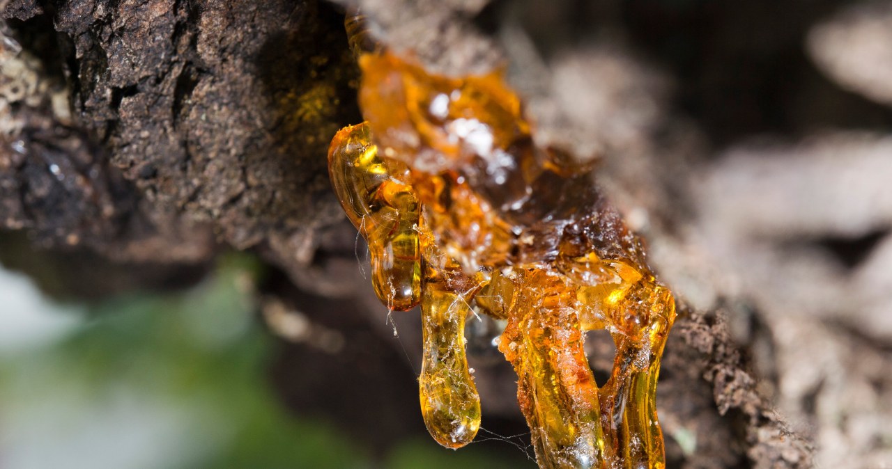 Żywica to lepka substancja, którą ciężko usunąć z ubrań. Istnieją jednak domowe metody na pozbycie się jej. /123RF/PICSEL