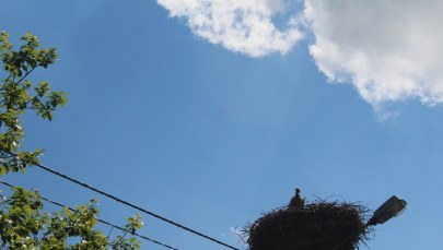 Żywkowo bocianią stolicą Polski