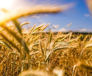 Żywność będzie droższa. Ceny produktów rolnych mocno w górę