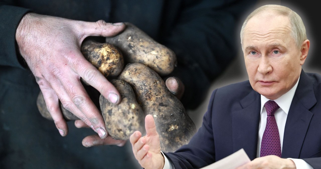 Żywnościowy kryzy w Rosji, ziemniak na wagę rubla /JUSTIN TALLIS/AFP; ALEXANDER KAZAKOV/POOL/AFP /AFP