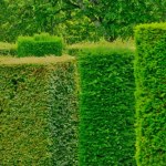 Żywopłot wcale nie musi być nudny. Co warto zasadzić, by nie był pospolity?