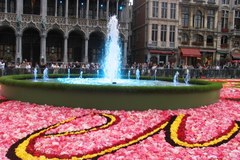 Żywy dywan z pół miliona kwiatów