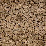 Żyzna gleba zmienia się w pustynię. Złowrogie zjawisko w Europie