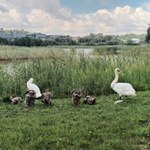 ZZM apeluje do mieszkańców Krakowa o niedokarmianie ptaków